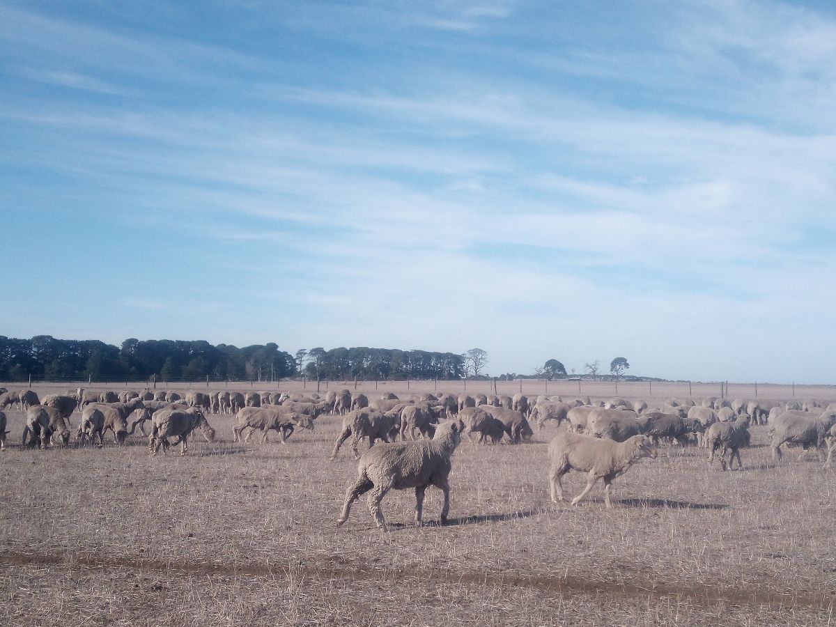 Drought relief must be delivered for farmers in South-West Victoria